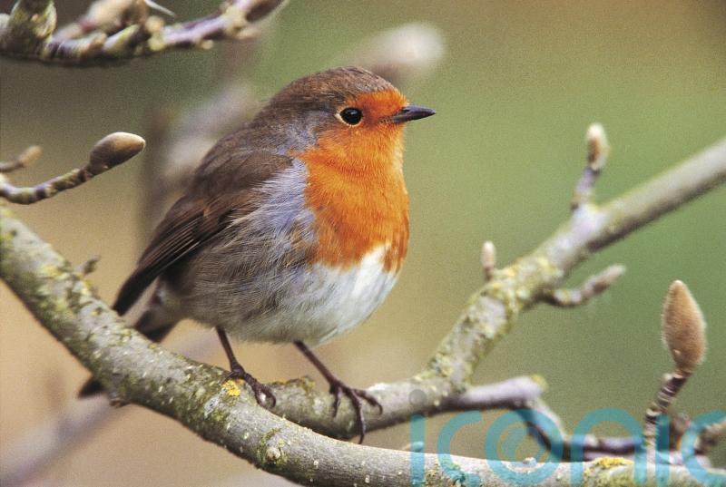 Conservationists call for people to join annual Big Garden Birdwatch