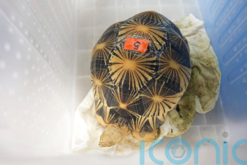 Smuggled tortoises returned to Tanzania amid wildlife trafficking crackdown