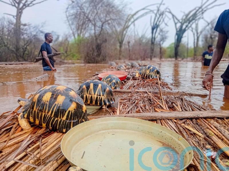 Thousands of endangered tortoises rescued in Madagascar after flood