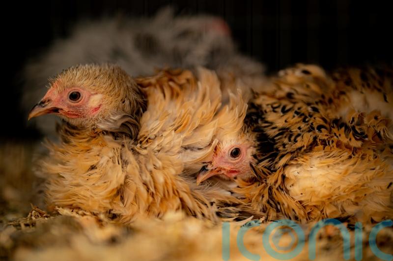 Bird flu restrictions to cover England and Scotland as number of cases rise