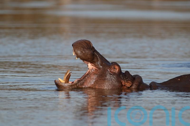 Hippos, narwhals, sperm whales and orcas get protection from trade in ivory
