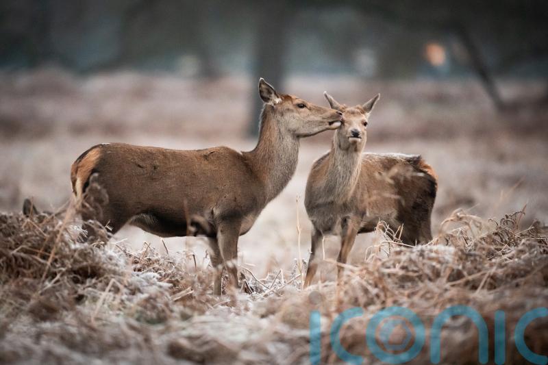 Gamekeepers welcome deer decision as ‘victory for common sense’