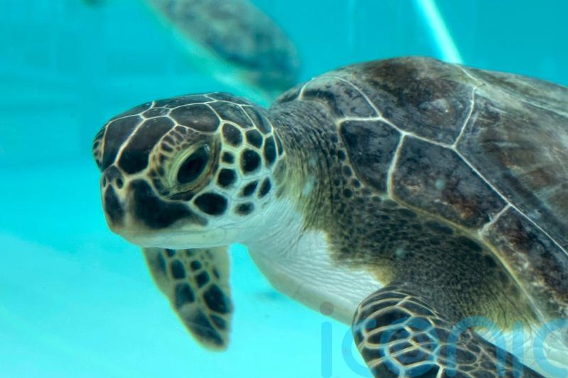 Cold-hit green sea turtles recovering at Florida marine life centre