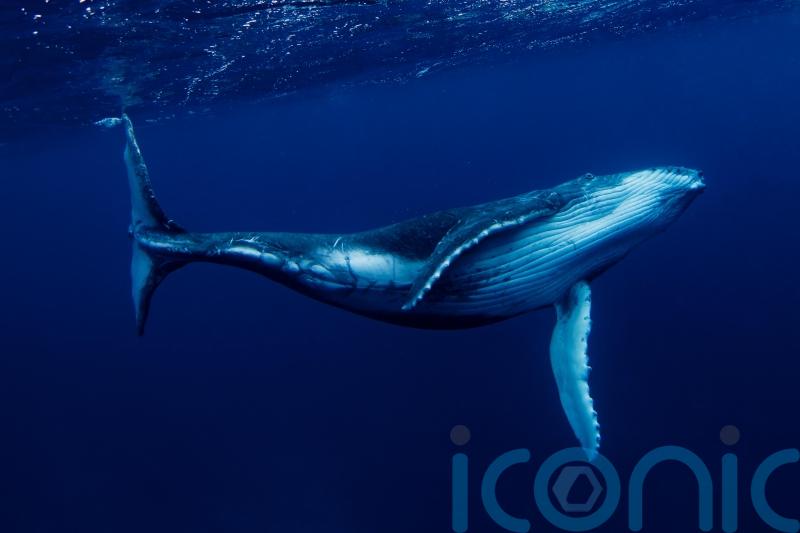 Rescuers work to free whale entangled in rope