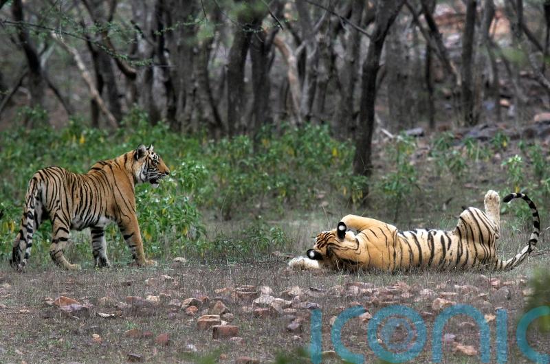 Study finds India doubled its tiger population in a decade