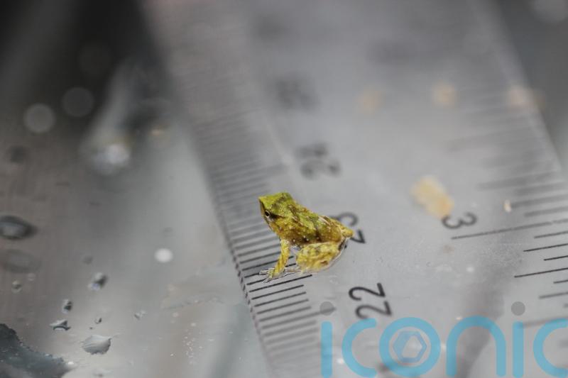 London Zoo welcomes endangered froglets after dramatic 7,000-mile rescue
