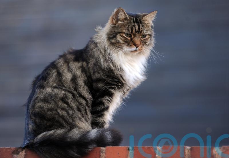 Government has ‘no intention’ of banning cats, says Swinney