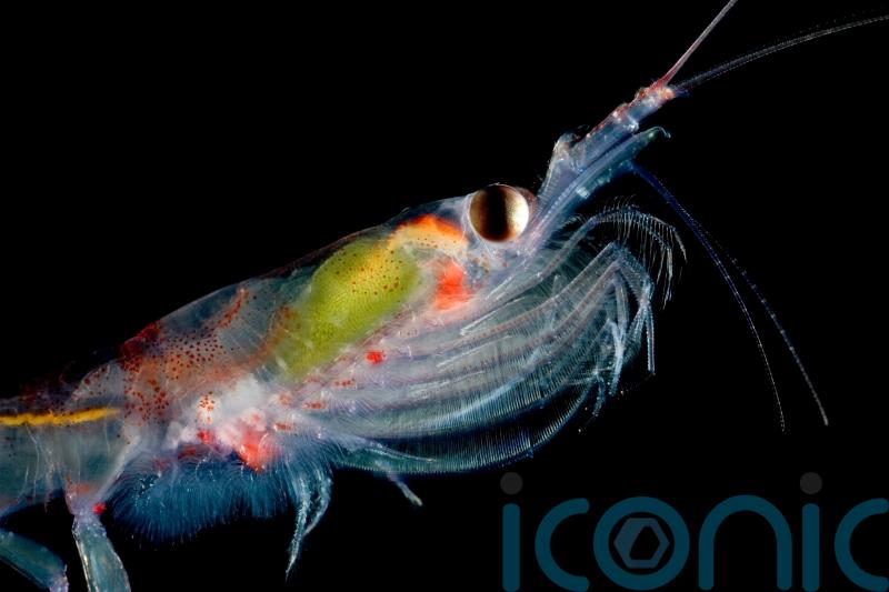 UK scientists plan to monitor krill from space as species threatened by warming