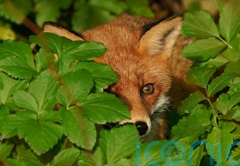 Government urged to honour manifesto pledge to ban ‘cruel’ snares in England