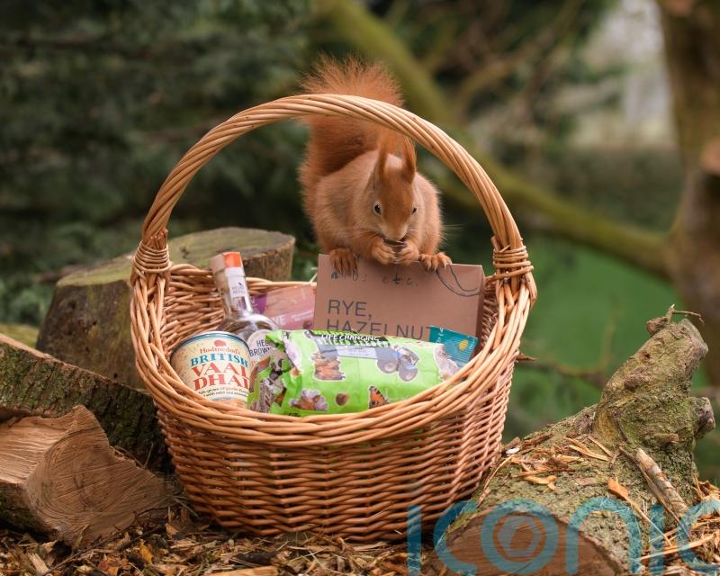 KitKats and digestive biscuits get makeover as part of nature-positive project