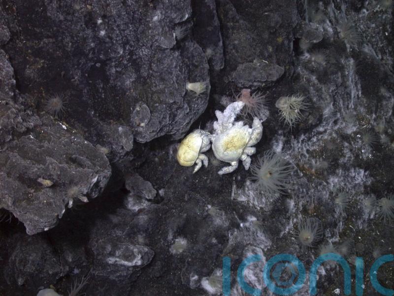 Male ‘Hoff’ crab has bigger claws to fight other males for a mate