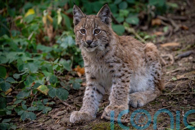 Swinney rules out reintroduction of lynx or any large carnivores in Scotland