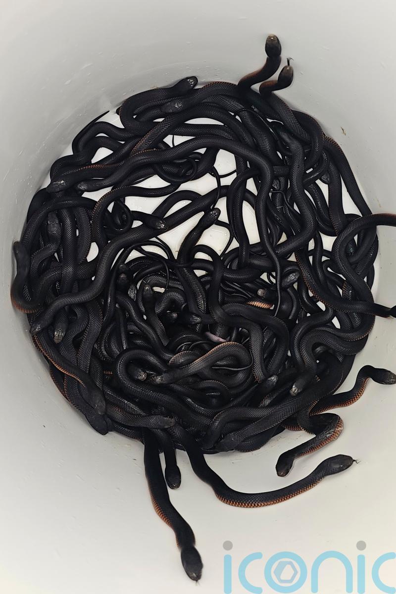 More than 100 venomous snakes removed from Australian man’s garden