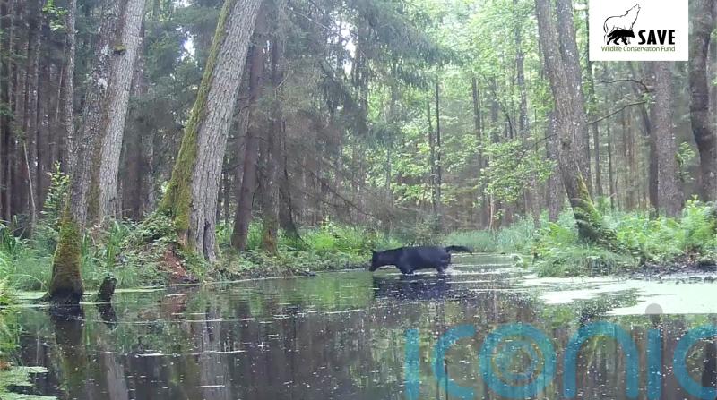 Two rare black wolves caught on camera in Polish forest by wildlife researchers