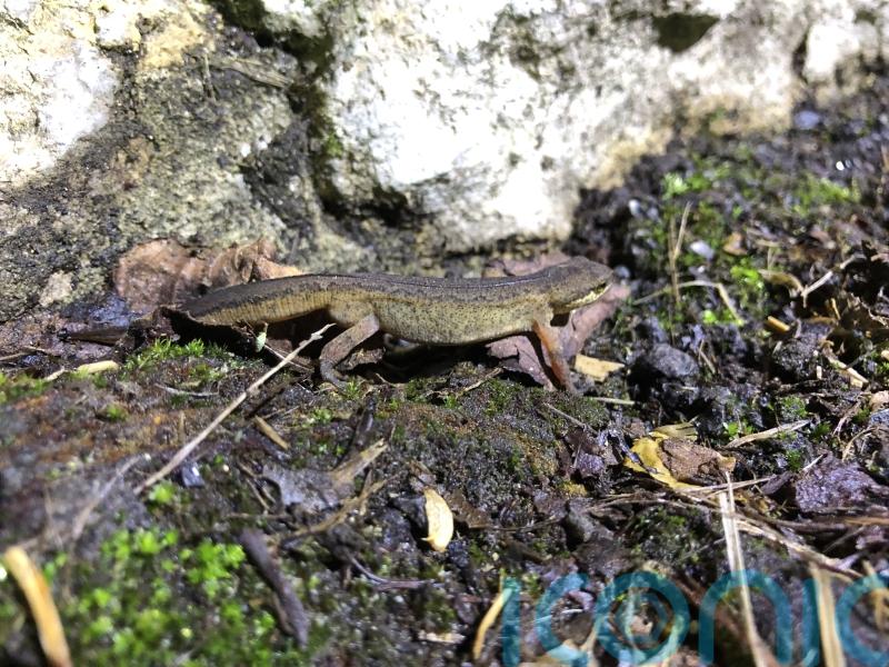 Toads on the road! Volunteers prepare for amphibian migration season