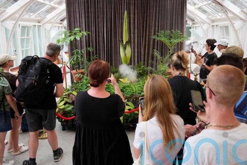 Australia holds nose for third rancid bloom of rare corpse plant in three months