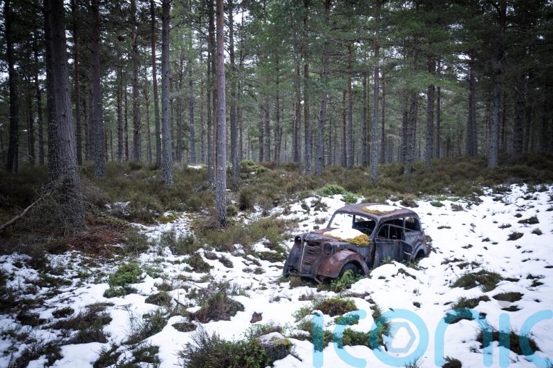‘Feral’ pigs ‘illegally’ let loose in the Cairngorms, park authority says