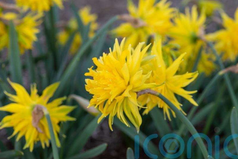 5 unusual daffodil types and how to grow them