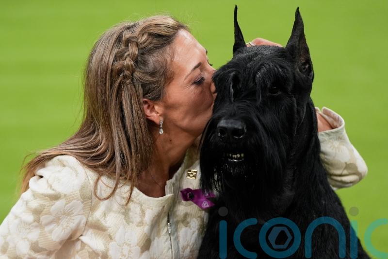 Full Monty – giant schnauzer wins top US dog show