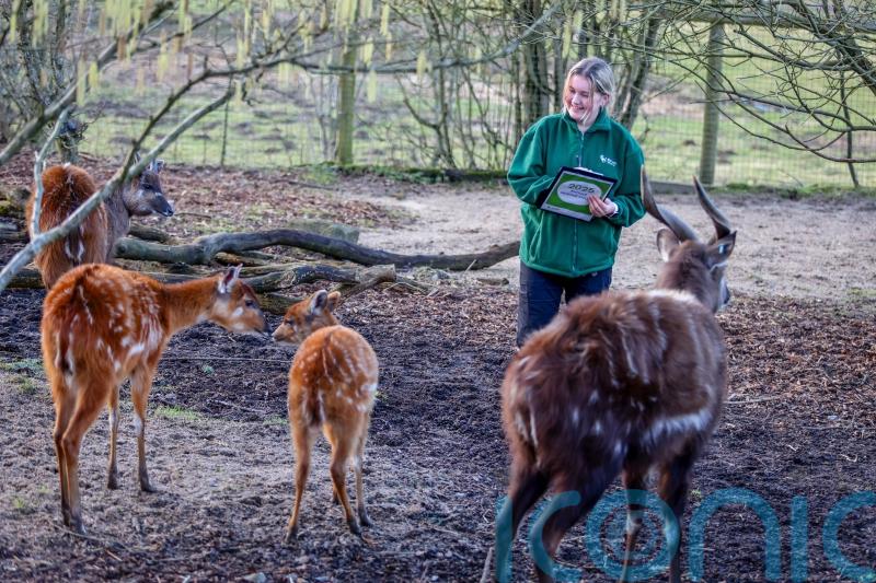 Penguins and ‘forest giraffe’ among animals totted up at Hampshire zoo