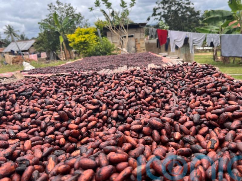 Climate change threatens Valentine’s Day gift of chocolates, charity warns