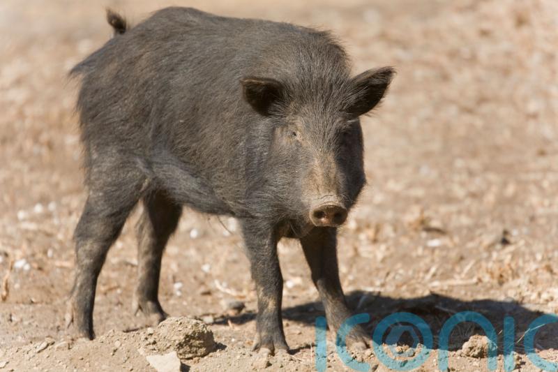 Pigs that were illegally released in the Cairngorms are captured and culled