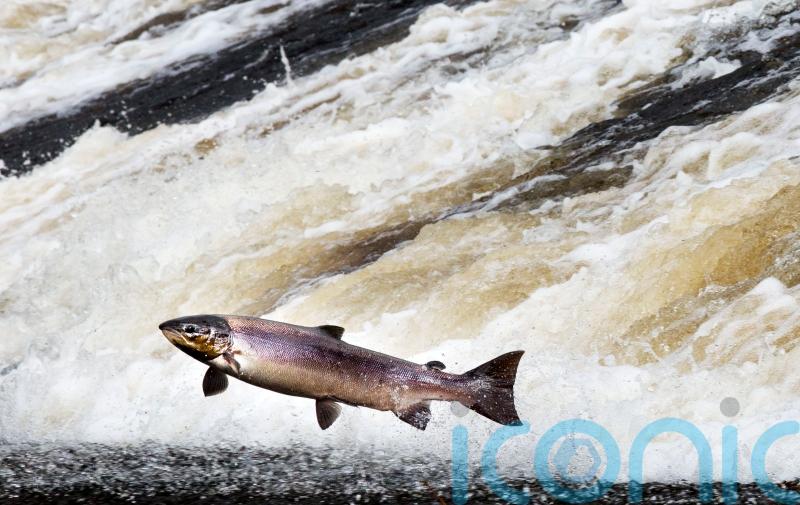 Value of salmon exports hits record high, figures show