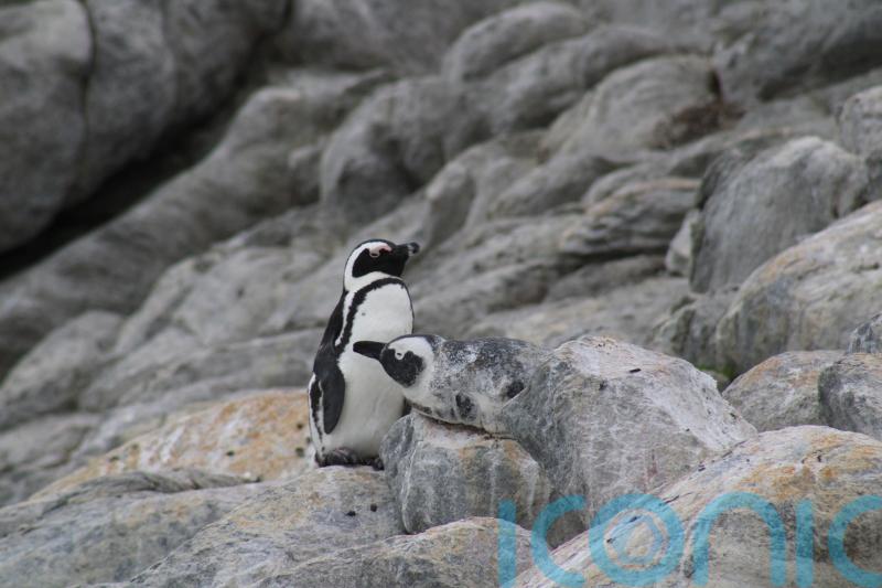 Conservationists in Valentine’s Day plea to protect ‘mating for life’ penguins