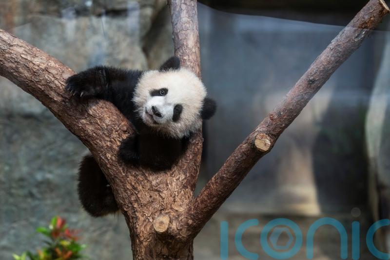 Hong Kong residents bid to name twin panda cubs who just turned six months old