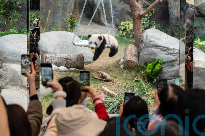 Six-month-old panda cubs make public debut in Hong Kong