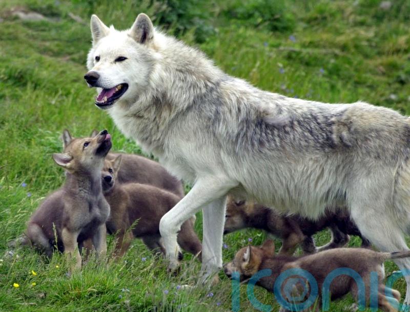 Reintroducing wolves could expand woodland areas and reduce CO2 – study