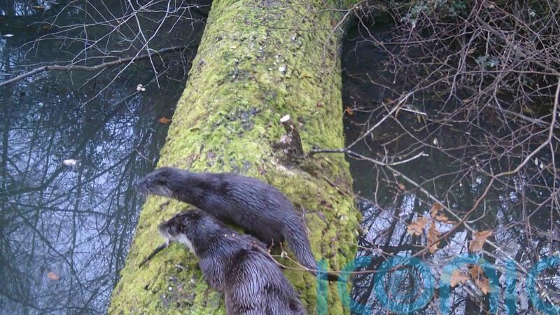 Otters seen for first time in 70 years at nature restoration site