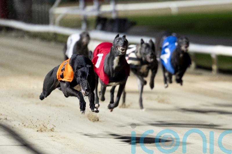 Ban on greyhound racing to come in ‘as soon as practicably possible’ in Wales