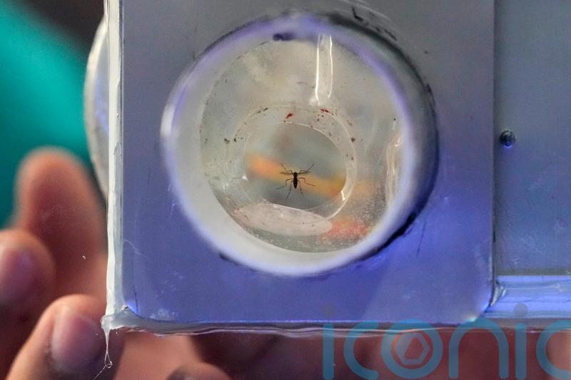 Philippines village battles dengue fever by offering bounties for mosquitoes