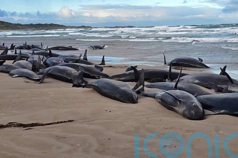 Experts give up hope for 157 false killer whales stranded on Tasmania beach