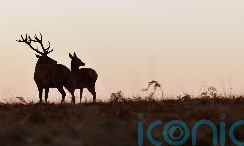 Shooting organisation warns new Bill could halve number of deer stalkers