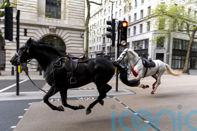 Photo of runaway military horses bolting through London up for award