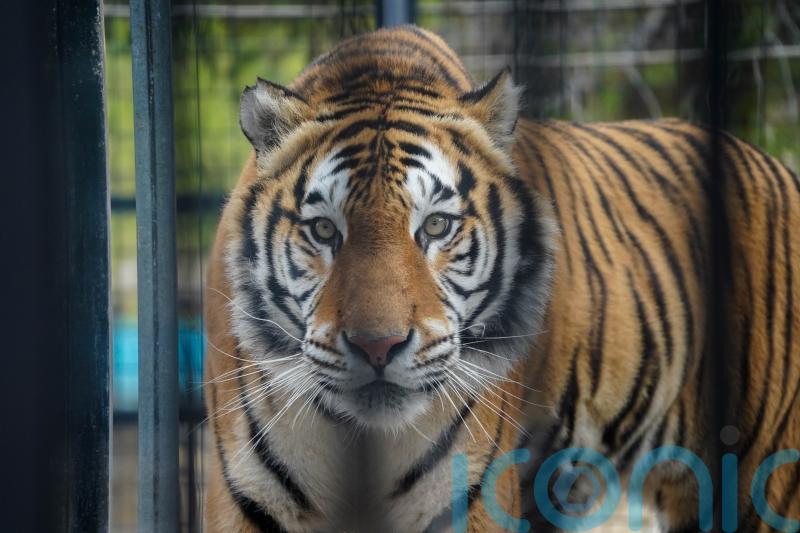 Tiger rescued from ‘appalling’ conditions to live at British zoo