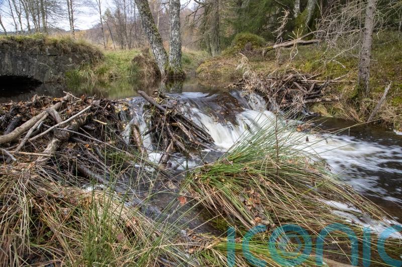 ‘When you put them back our wildlife blossoms’ – How beavers help nature, and us