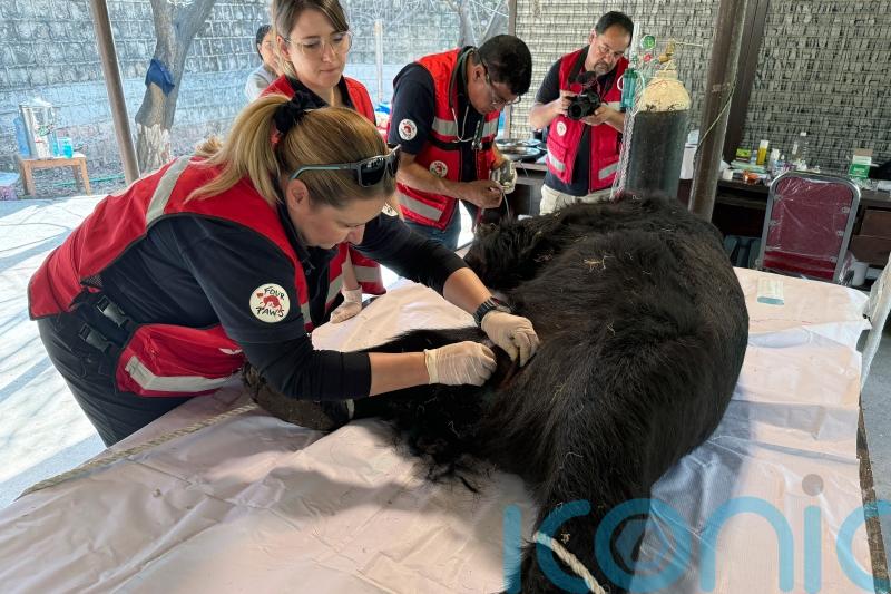 Black bear rescued from abuse and relocated in Pakistan