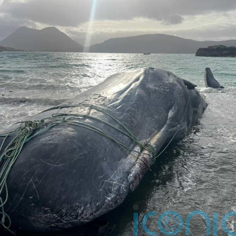 Sperm whale tangled in ropes dies after stranding
