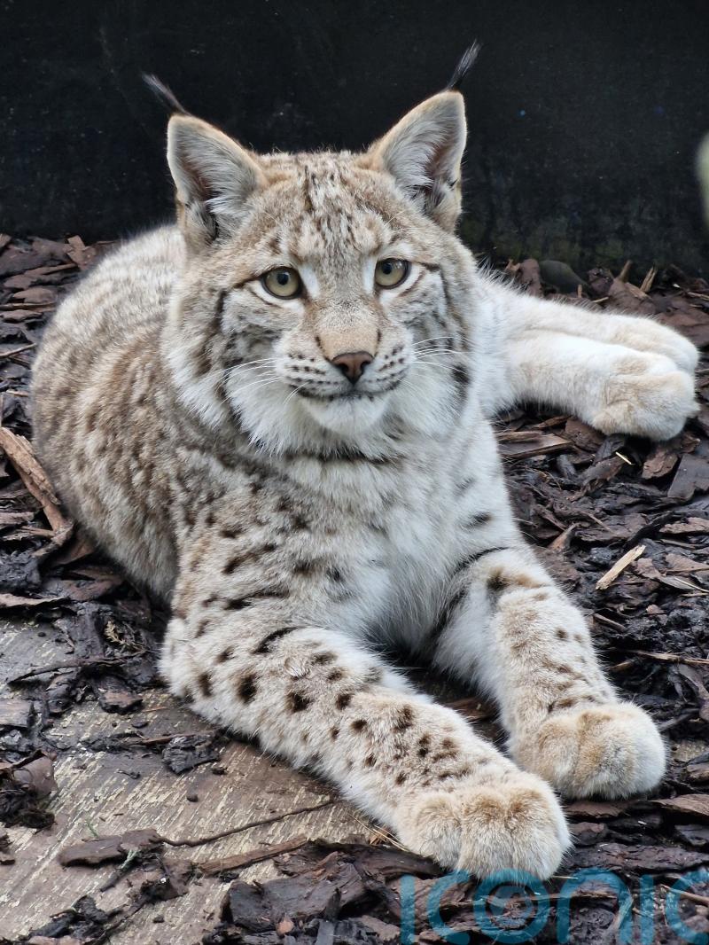 Police investigate possible sighting of lynx in woodland