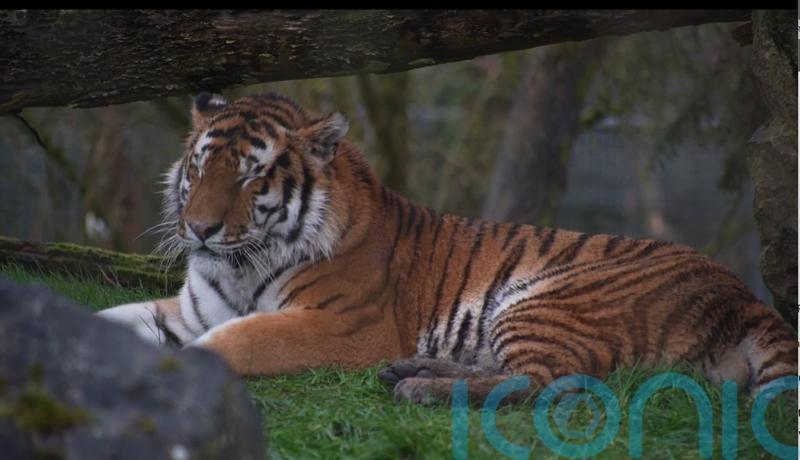 Hampshire zoo welcomes two new big cats which will be part of breeding programme