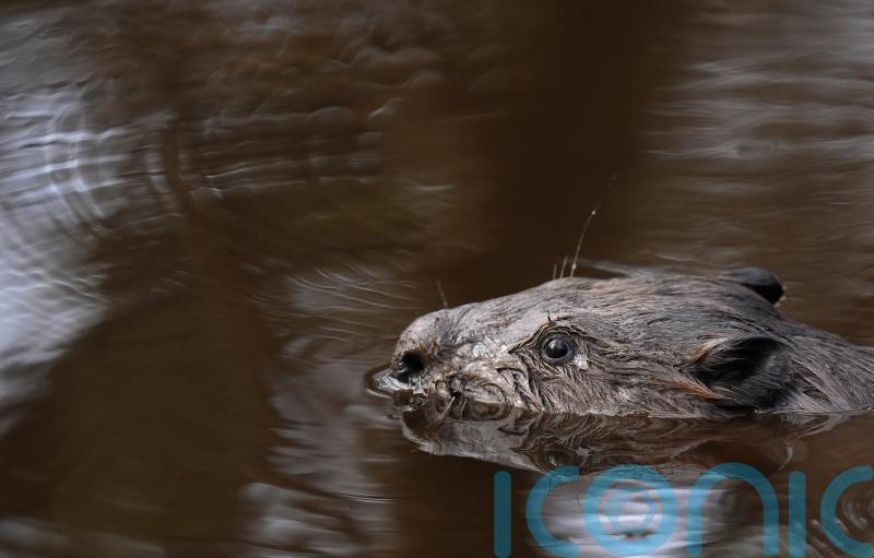 ‘Watershed’ moment as first legal wild release of beavers in England takes place