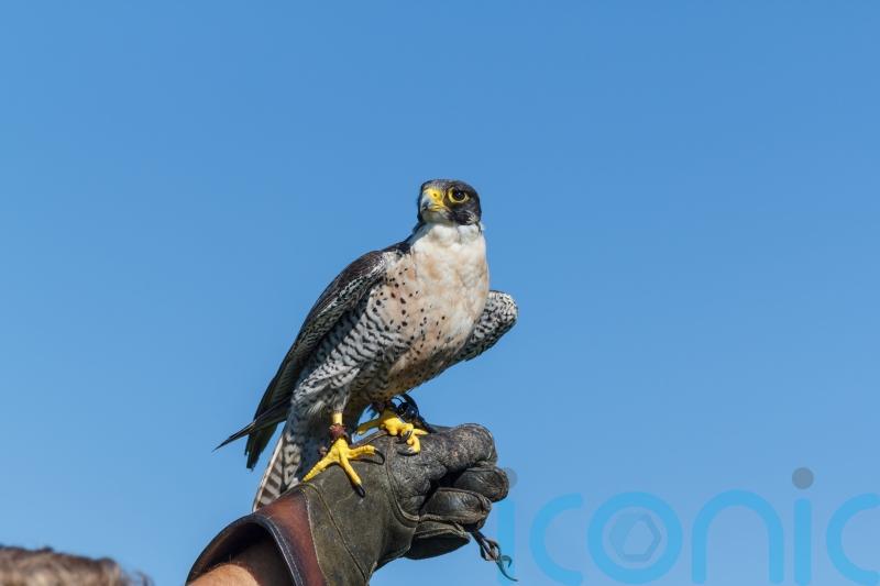 Government backs end to licensed ‘wild take’ of birds of prey for falconry