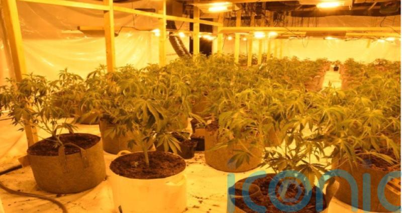 Gang who posed as electricity workers to power cannabis farms jailed