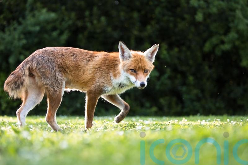 Whisker analysis shows urban foxes getting third of their food from people
