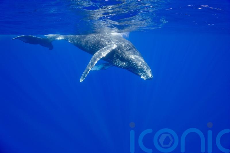 Whales transport vital nutrients from urine and carcasses across oceans – study