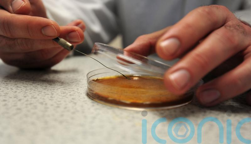 Lab-grown food could be sold in the UK within two years