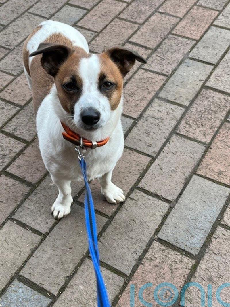 Estimated 1,808 dogs stolen across the UK last year, police figures show